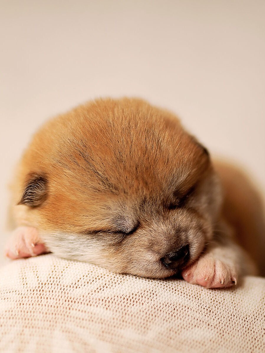 Fotografa a Vanzago - Piccolo cuccio di volpino, dorme su una superficie morbida e calda