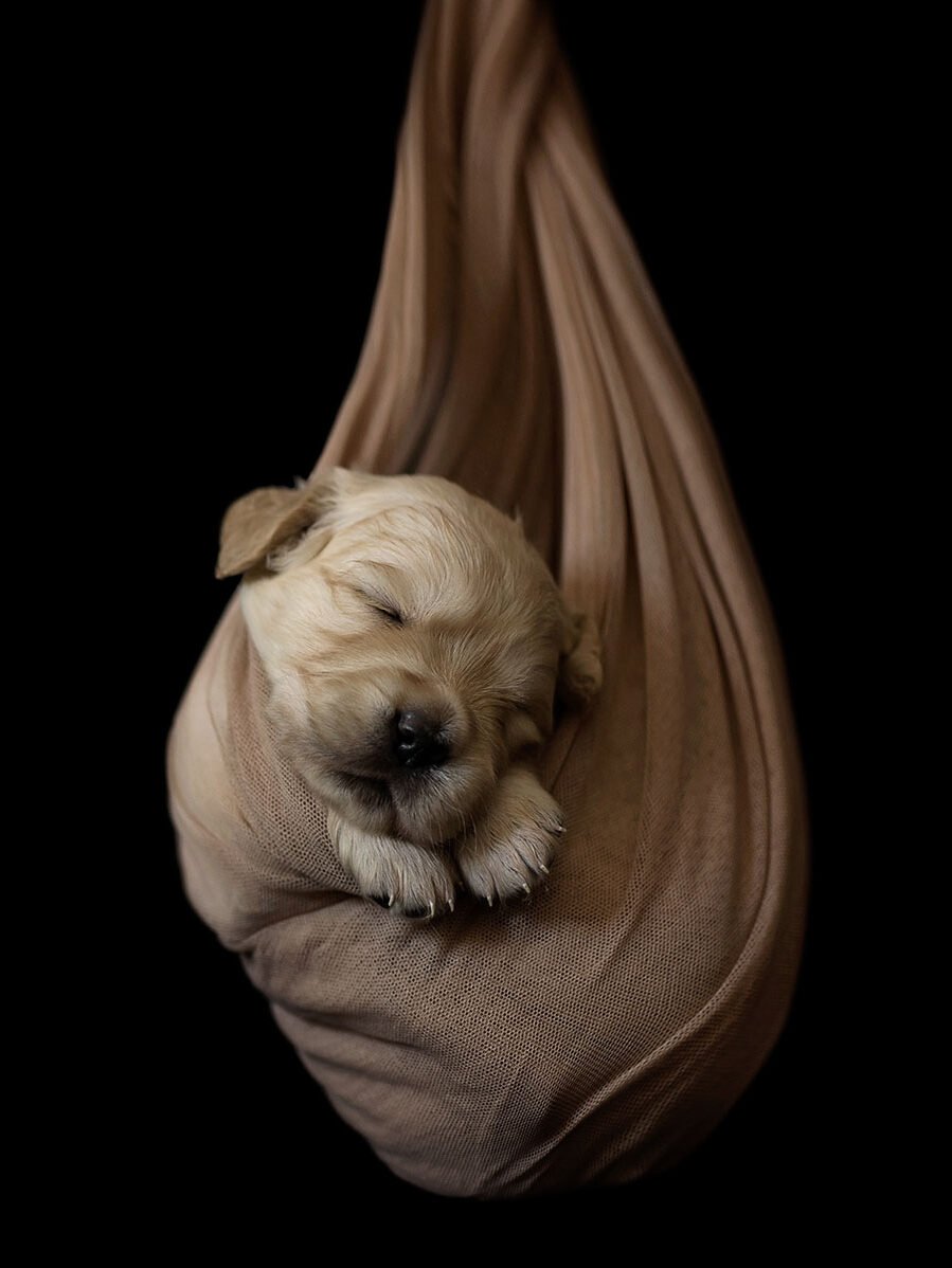 Fotografa a Vanzago - Cucciolo di labrador, che dorme avvolto in una coperta appesa al soffitto, su uno sfondo nero.  La posizone del cane avvolto,lascia l'impressione di vedere un cuore.