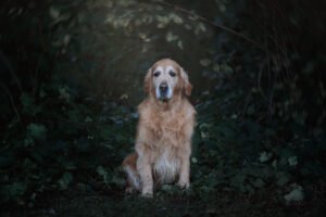 Fotografa a Vanzago - ritratto di golden retriever nella natura, fotografia per animali domestici